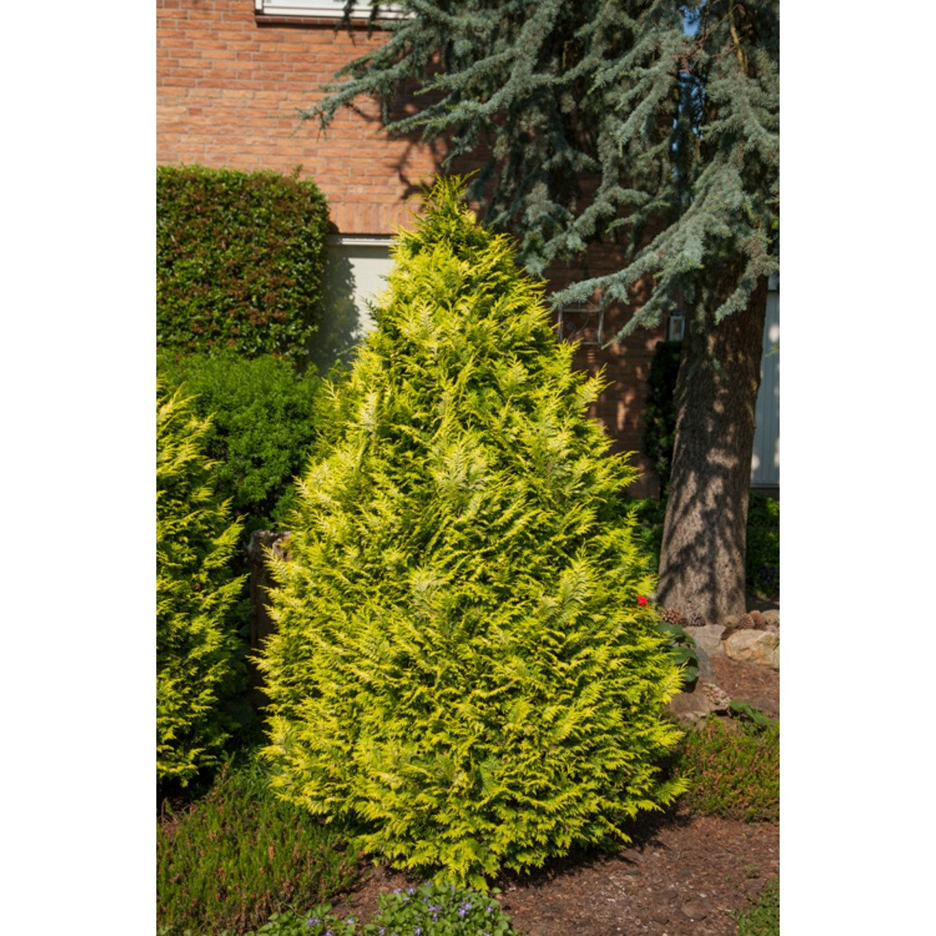 Ädelcypress – Chamaecyparis lawsoniana 'Yvonne' - C3 40-50 CM